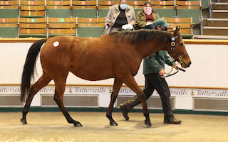 Tattersalls Park Paddocks